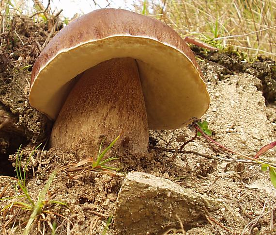 hríb smrekový Boletus edulis Bull.