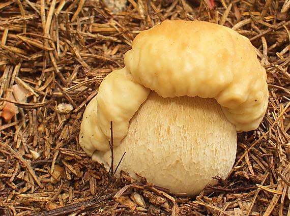 hríb smrekový Boletus edulis Bull.