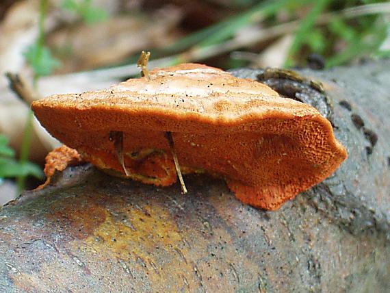 červenica rumelková Pycnoporus cinnabarinus (Jacq.) P. Karst.