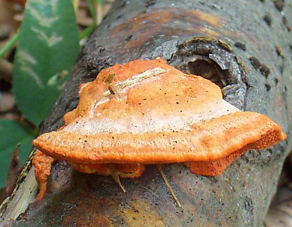 červenica rumelkavá Pycnoporus cinnabarinus (Jacq.) P. Karst.