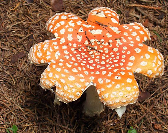 muchotrávka červená Amanita muscaria (L.) Lam.