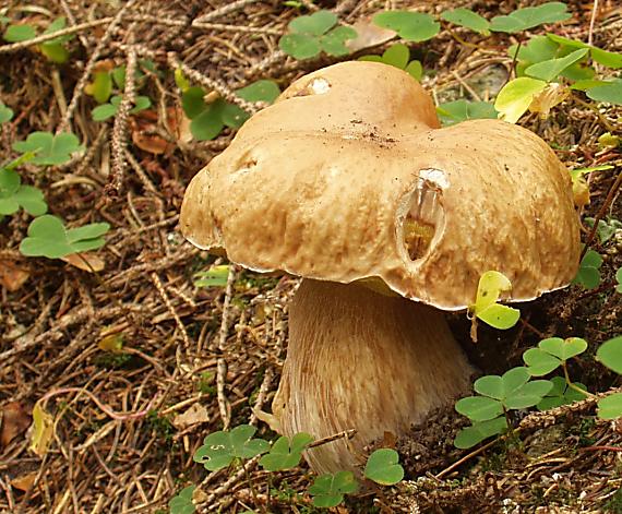 hríb smrekový Boletus edulis Bull.