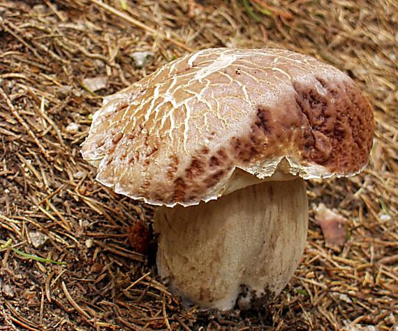 hríb smrekový Boletus edulis Bull.