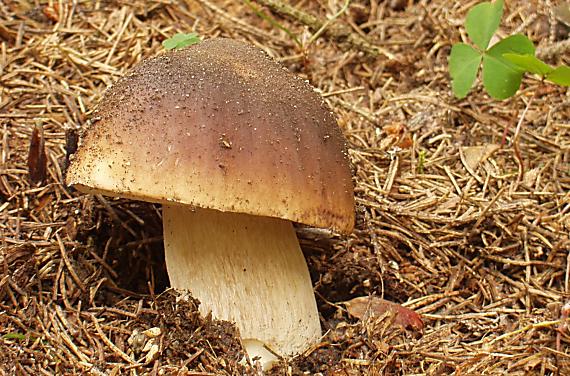 hríb smrekový Boletus edulis Bull.