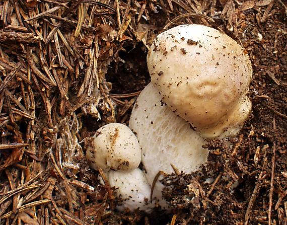 hríb smrekový Boletus edulis Bull.