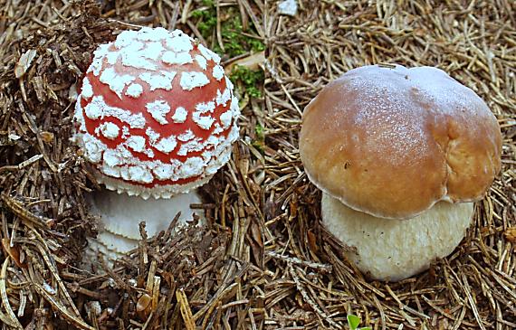 hríb smrekový muchotrávka červená Boletus edulis, amanita muscaria