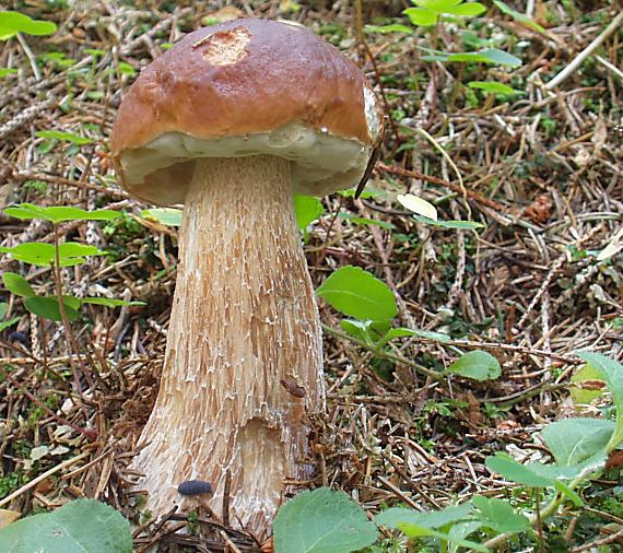 hríb smrekový Boletus edulis Bull.