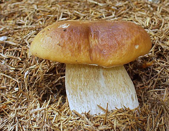 hríb smrekový Boletus edulis Bull.