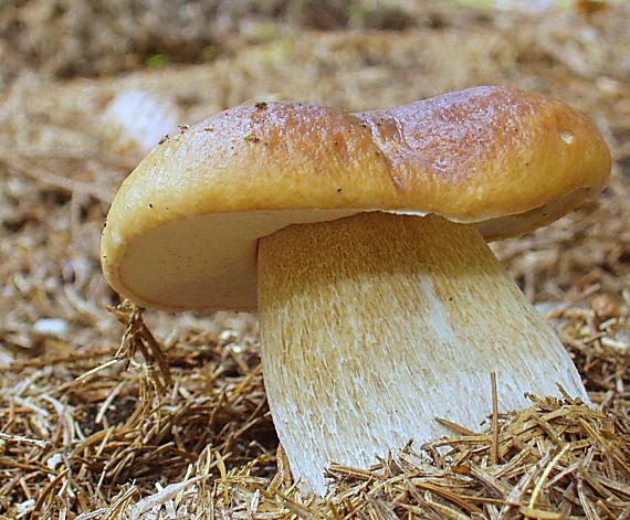 hríb smrekový Boletus edulis Bull.