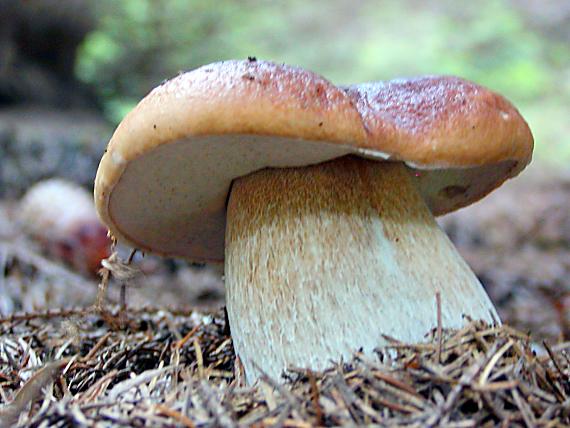 hríb smrekový Boletus edulis Bull.