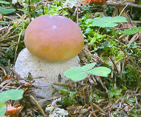 hríb smrekový Boletus edulis Bull.