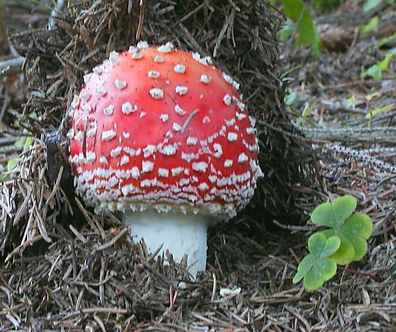 muchotrávka červená Amanita muscaria (L.) Lam.