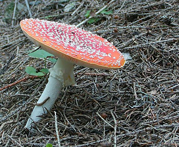 muchotrávka červená Amanita muscaria (L.) Lam.