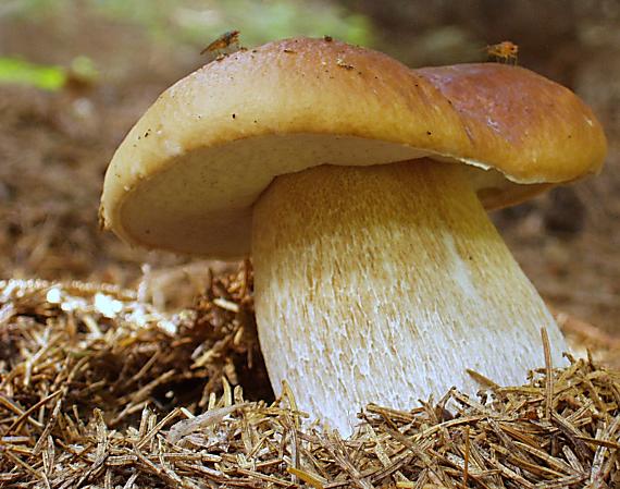 hríb smrekový Boletus edulis Bull.