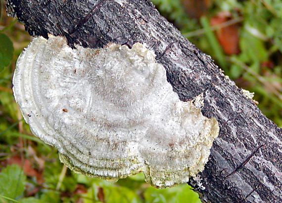 trúdnikovec chlpatý Trametes hirsuta (Wulfen) Lloyd