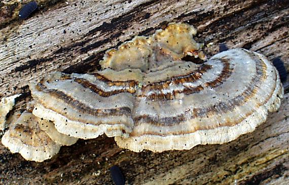 trúdnikovec pestrý Trametes versicolor (L.) Lloyd