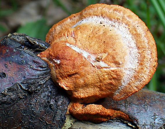 ćervenica rumelková Pycnoporus cinnabarinus (Jacq.) P. Karst.