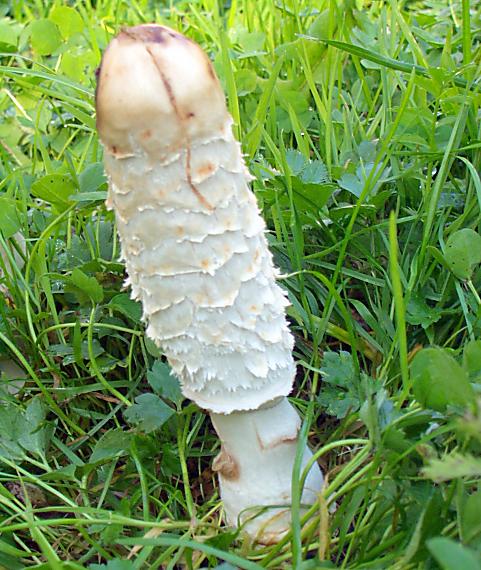 hnojník obyčajný Coprinus comatus (O.F. Müll.) Pers.