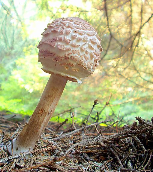 bedľa červenejúca Chlorophyllum rachodes (Vittad.) Vellinga