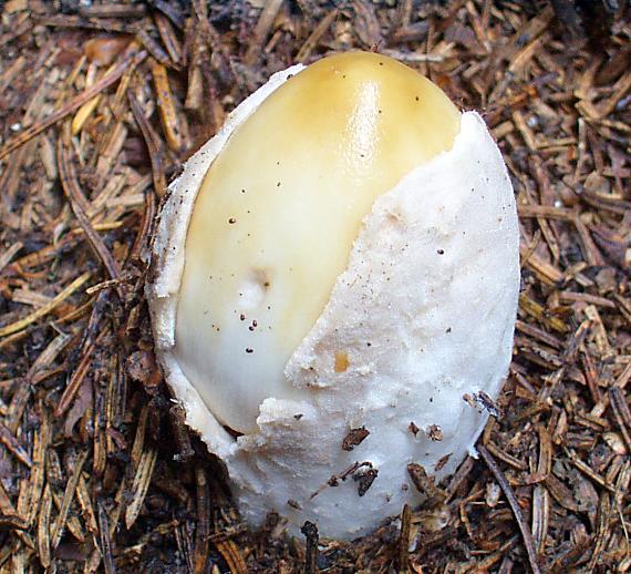 muchotrávka Amanita sp.