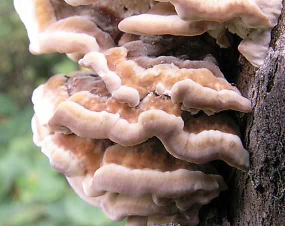 trúdnikovec pestrý Trametes versicolor (L.) Lloyd