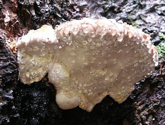 práchnovček pásikavý Fomitopsis pinicola (Sw.) P. Karst.