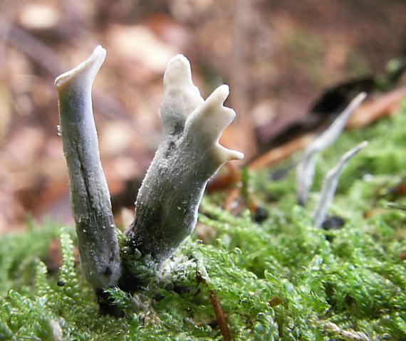 drevnatec parohatý Xylaria hypoxylon (L.) Grev.