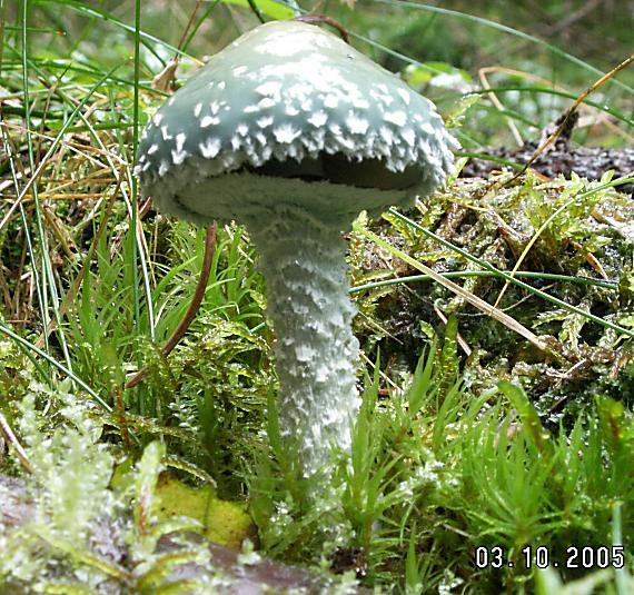 golierovka zelenkastá Stropharia aeruginosa (Curtis) Quél.