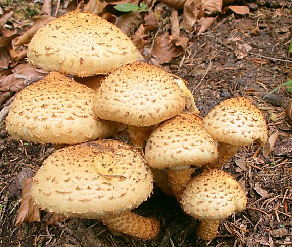 šupinovka šupinatá Pholiota squarrosa (Vahl) P. Kumm.