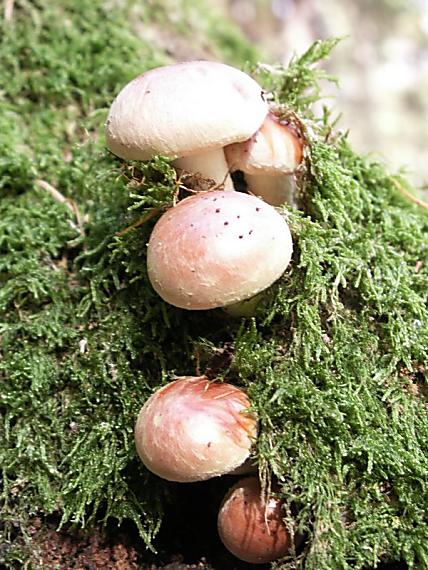 strapcovka tehlovočervená Hypholoma lateritium (Schaeff.) P. Kumm.