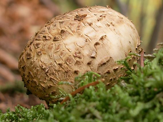 pestrec obyčajný Scleroderma citrinum Pers.