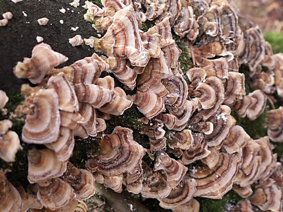 trúdnikovec pestrý Trametes versicolor (L.) Lloyd