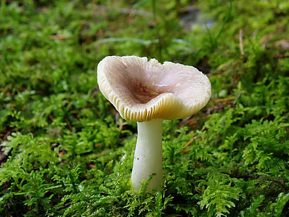 plávka Russula sp.