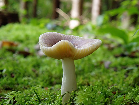 plávka Russula sp.