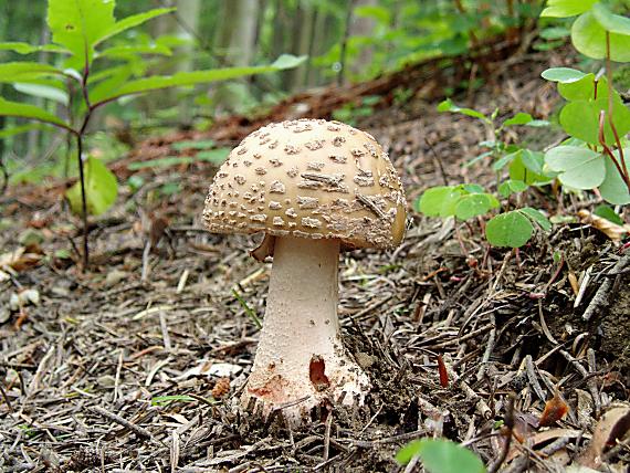 muchotrávka červenkastá Amanita rubescens Pers.