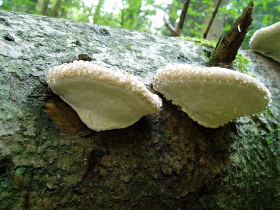 práchnovček pásikavý Fomitopsis pinicola (Sw.) P. Karst.