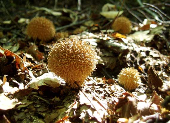 prášnica pichliačová Lycoperdon echinatum Pers.