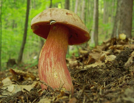 hríb zrnitohlúbikový Sutorius luridiformis (Rostk.) G. Wu & Zhu L. Yang