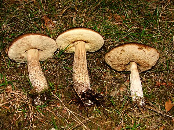 kozák hrabový Leccinum pseudoscabrum (Kallenb.) Šutara