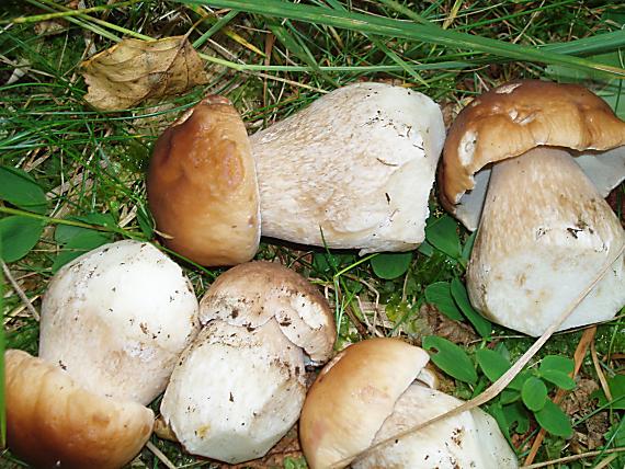 hríb smrekový Boletus edulis Bull.