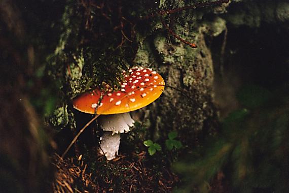 muchotrávka červená Amanita muscaria (L.) Lam.