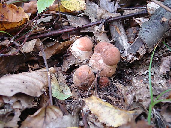 kozák osikový Leccinum albostipitatum den Bakker & Noordel.