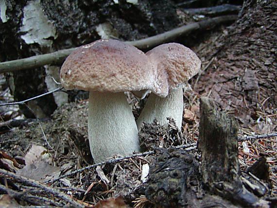 hríb smrekový Boletus edulis Bull.