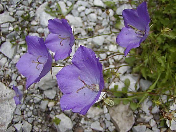 campanula