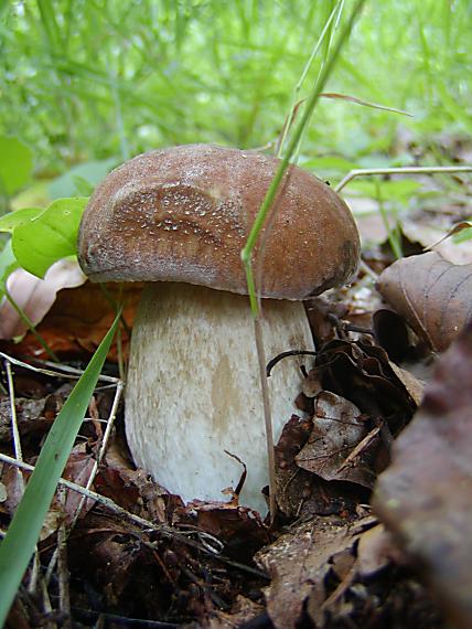 hríb smrekový Boletus edulis Bull.