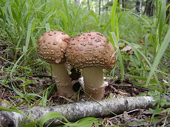 muchotrávka červenkastá Amanita rubescens Pers.