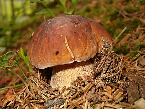 hríb smrekový Boletus edulis Bull.