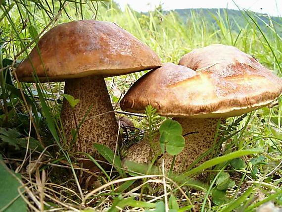 kozák brezový Leccinum scabrum (Bull.) Gray