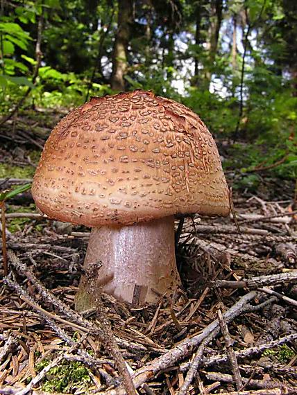 muchotrávka červenkastá Amanita rubescens Pers.