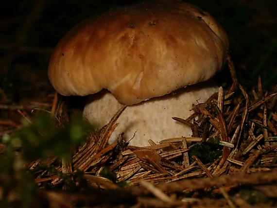 hríb smrekový Boletus edulis Bull.